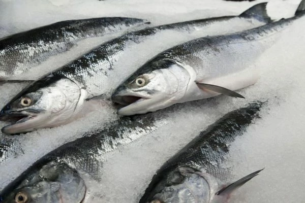 France's September 2023 Import of Frozen Whole Fish Soars, Reaching $17M